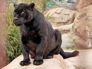 A panther sits on a stone in a zoo. © Rbizon