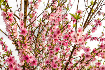 Beautiful peach tree flowers on green background