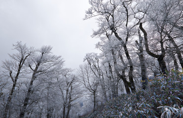 美しい冬の風景。 霧氷の森。