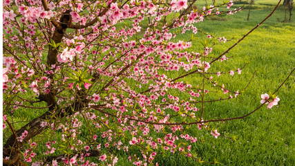 Beautiful peach tree flowers on green background