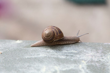 Very cute snail is sliding on ceramic tiles.