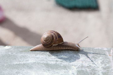 Very cute snail is sliding on ceramic tiles.
