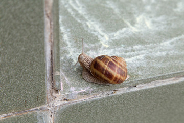 Very cute snail is sliding on ceramic tiles.