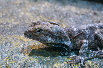 Portrait of the spotted Chlamydosaurus lizard. Head, torso and paws with claws. Profile view on the stone. Cloak is rolled up.