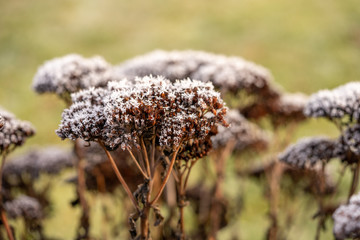 crystal ice on wood and plants in winter time
