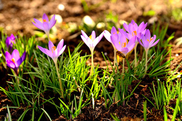 Krokus