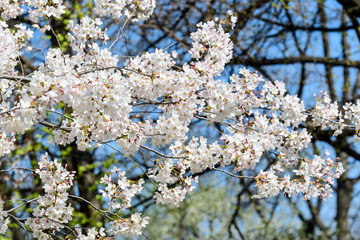 Close up of a branch with white cherry tree flowers in full bloom with blurred background in a garden in a sunny spring day, beautiful Japanese cherry blossoms floral background, sakura