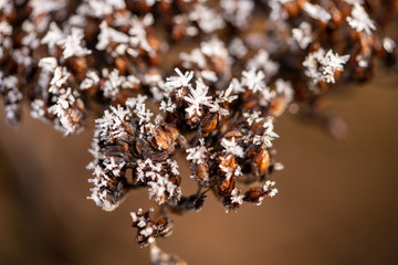crystal ice on wood and plants in winter time