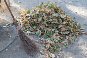 A traditional broom for cleaning dry leaves in the street.