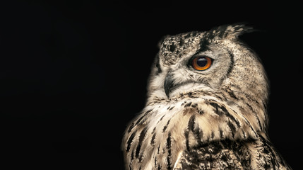 Panoramic photo of a horned owl in a half profile on a black background.