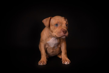 Puppy American Pit Bull Terrier sit on black background in studio