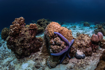 Underwater Corals - obrazy, fototapety, plakaty