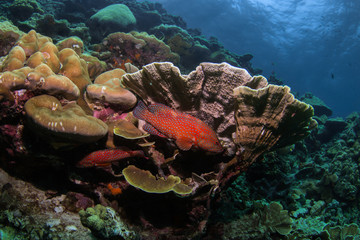 Underwater Life © Jo