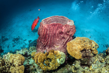 Underwater Corals © Jo
