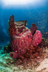 Underwater Corals © Jo