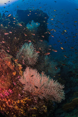 Underwater Corals