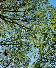 arbres couvrant le ciel