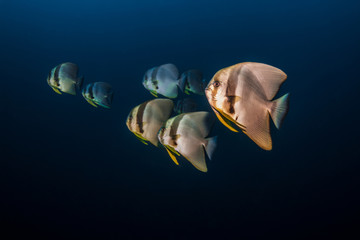 Underwater Life
