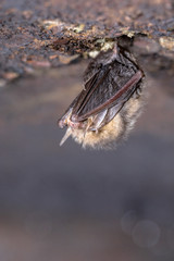 Hibernating Common long-eared bat
