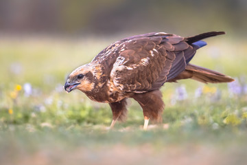 Marsh harrier female sideview