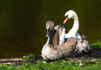Swan looking over a young Cygnet