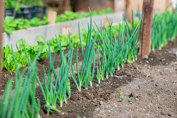 Close-up fields grow green vegetables in soil