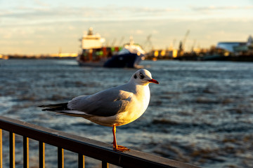 seagull at bridge10 famous fish buns at landungsbrücken in Hamburg, germany