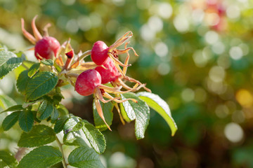 Berries of a dogrose on a bush. Fruits of wild roses.