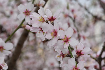 Almond Blossom almond blossom flower, background, tree, pattern, nature,