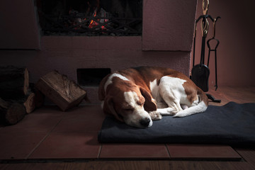 Tired dog sleeping on the rug by the fireplace.