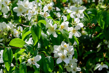 Fototapeta premium Large green bush with fresh delicate white jasmine flowers and green leaves in a garden in a sunny summer day, beautiful outdoor floral background photographed with soft focus