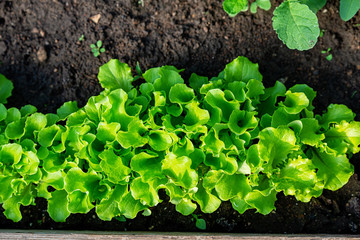 Close-up fields grow green vegetables in soil