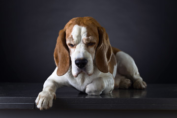 Portrait of a purebred Beagle .