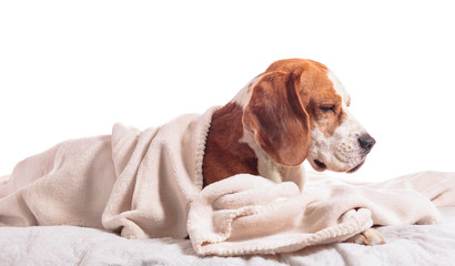 Beagle under blanket isolated on white .