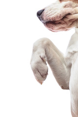 Naklejka premium Paw of a dog , isolated on white background.