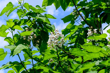 Obraz premium Large branches with decorative white flowers and green leaves of Catalpa bignonioides plant commonly known as southern catalpa, cigartree or Indian bean tree in a sunny summer day