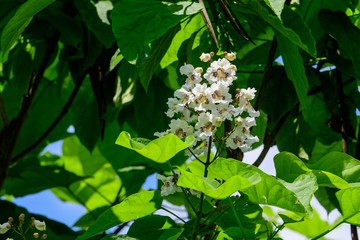 Large branches with decorative white flowers and green leaves of Catalpa bignonioides plant commonly known as southern catalpa, cigartree or Indian bean tree in a sunny summer day