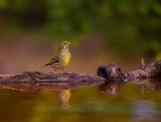 passer domesticus drinking water and his reflection on the water