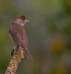 Eurasian blackcap or sylvia atricapilla drinking water and seeing his reflection on the water