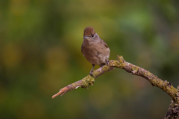 Eurasian blackcap or sylvia atricapilla drinking water and seeing his reflection on the water