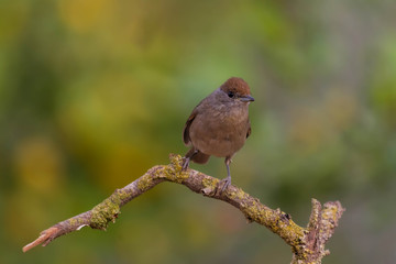 Eurasian blackcap or sylvia atricapilla drinking water and seeing his reflection on the water