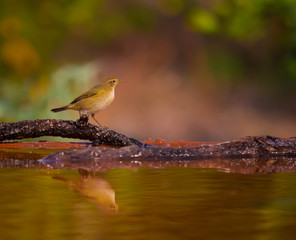 beautiful chiffchaff drinking water and seeing his reflection on the water