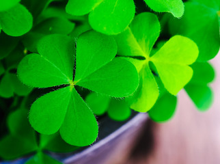 Close Up three-leaved shamrock old wooden background, St.patrick's day celebration and holiday symbol