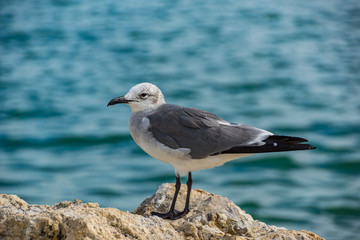 Seagull sitting on a rock at the beach