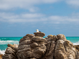 Seagull in Close up View to Ocean