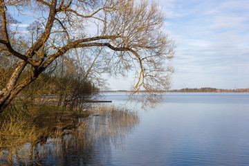 Fototapeta na wymiar Beautiful sun-lit willow in early spring on the shore of the lake, great weather. Latvia. Lake Aluksne