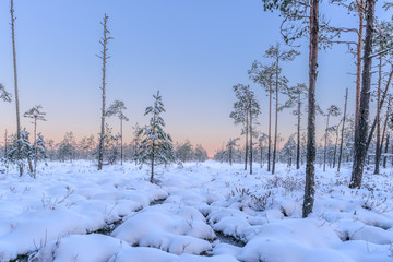 sunrise sky over snowy bog and small pine trees