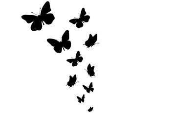 Fototapeta na wymiar Vector silhouette of butterflies on white background. Symbol of nature and insect.