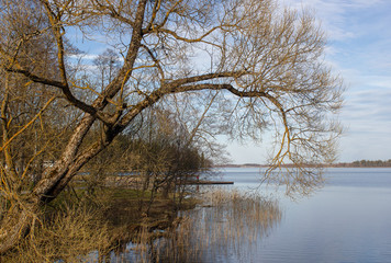 Beautiful sun-lit willow in early spring on the shore of the lake, great weather. Latvia. Lake Aluksne