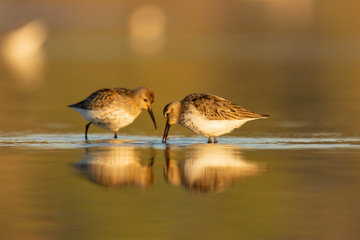 Macro of the dunlin (Calidris alpina) in winter plumage feeding on a lakeshore during migration
